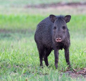 Javelina pecari tajacu