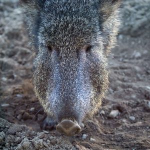 acercamiento peccary chacoan