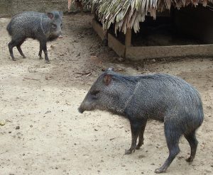 criadero peccary