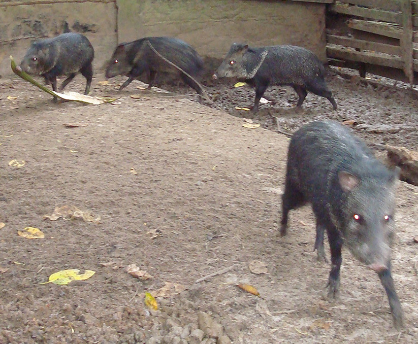 peccary animales salvajes en su habitat