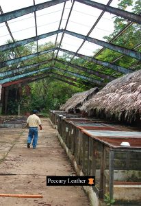 Criadero de Peccary