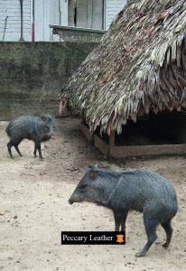 Peccary en el Criadero