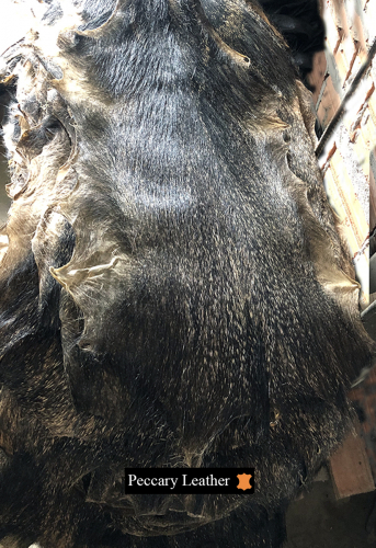 Vorderseite Aus Rohen Peccary Häuten
