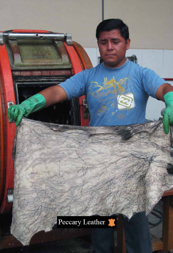 Peccary Skins After The Tanning Process