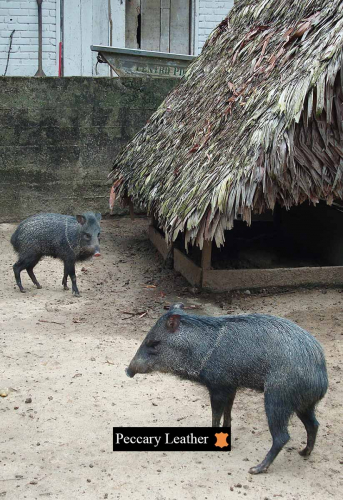 Peccaries In The Hatchery