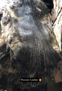 Raw Peccary Skins Front