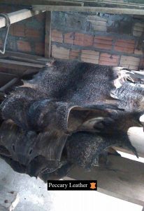 raw-peccary-skins-storaged