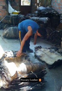 Drying And Storage Of Peccary Skins