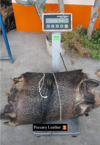 Weighing of Peccary Skins