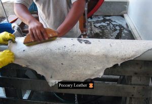 Remoção de Pêlos em Couro de Pecari