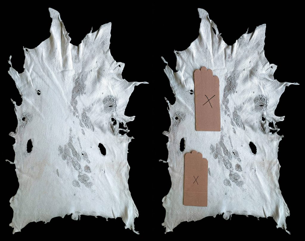 grade iv - peccary skins measure