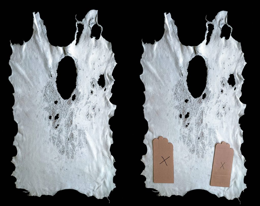 grade iv - peccary skins measured