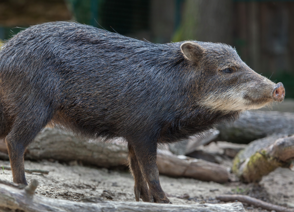 peccary tayassu